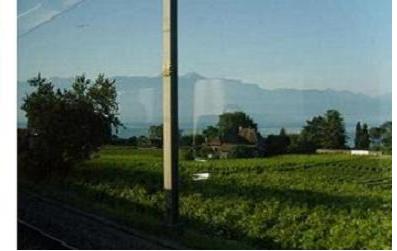 Vignes