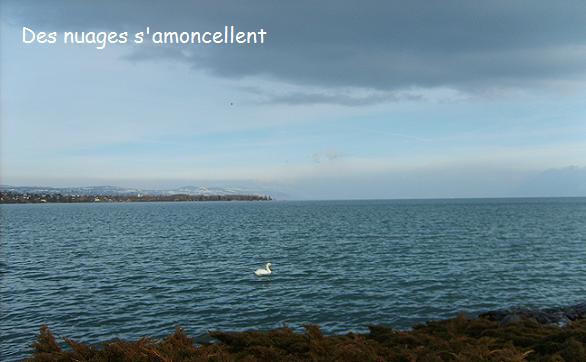 Cygne